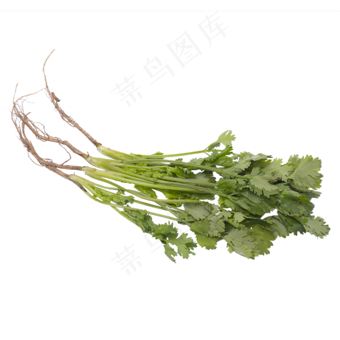 香菜蔬菜实拍(4724X4724(DPI:300))