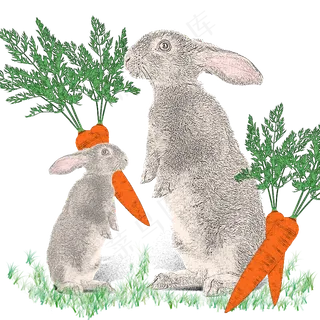 中秋节素描兔子