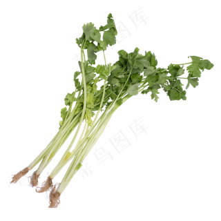 绿色香芹