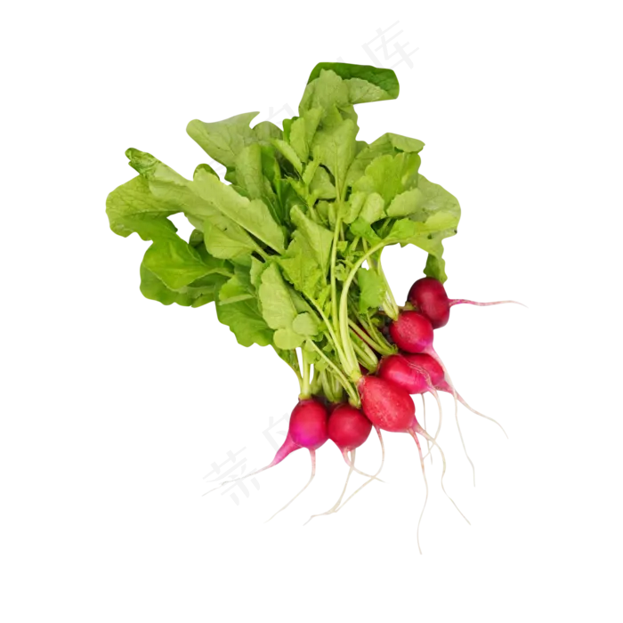 新鲜素食水萝卜(1000X1000(DPI:300))