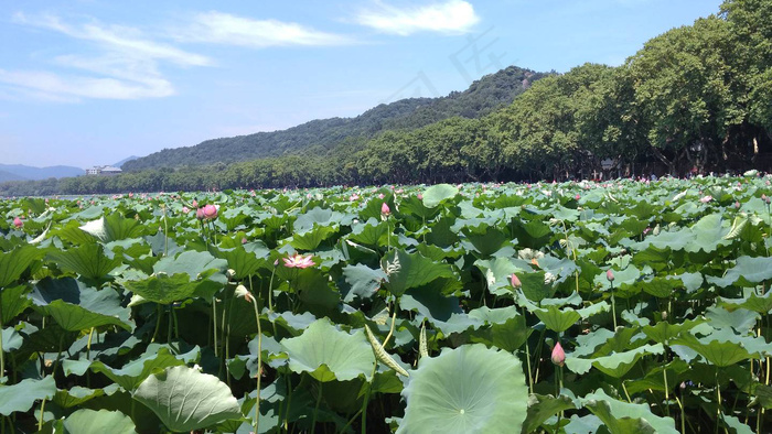 西湖的荷花16：9