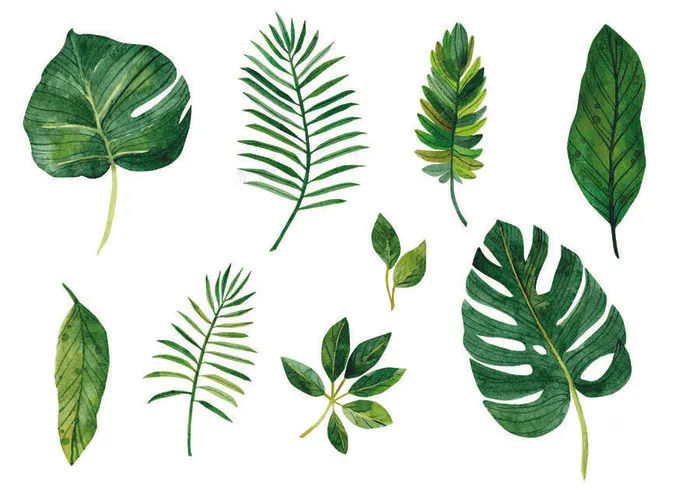 定叶eps,ai矢量模版下载