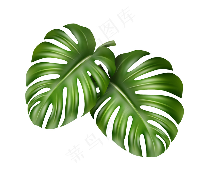 在白色背景上分离的热带植物的大绿叶