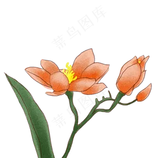 花朵中秋节商用元素 花朵中秋节商用元素