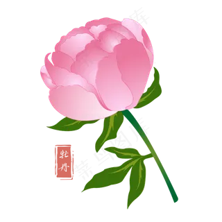 粉色的花朵
