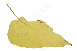 秋天落叶发黄树叶