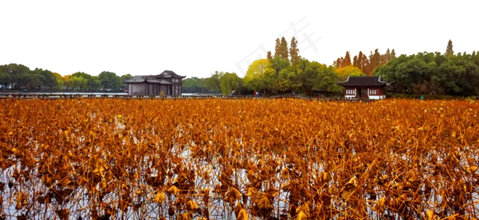 西湖秋天风景 西湖秋天风景