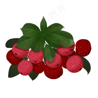 中药手绘山楂养生果实