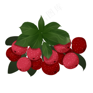 中药手绘山楂养生果实