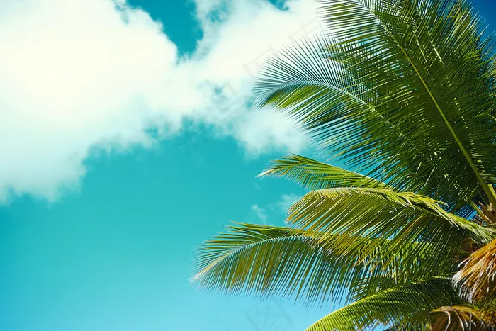 热带夏季海滩棕榈叶树枝海天背景