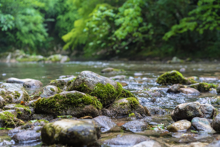 山河流经绿林。在覆盖着苔藓的岩石上快速流动
