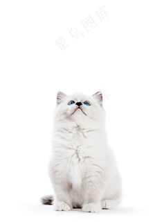 碎布娃娃猫，白色背景的小猫肖像