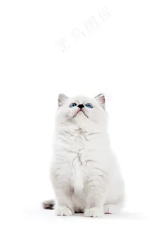 碎布娃娃猫，白色背景的小猫肖像