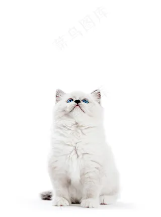 碎布娃娃猫，白色背景的小猫肖像