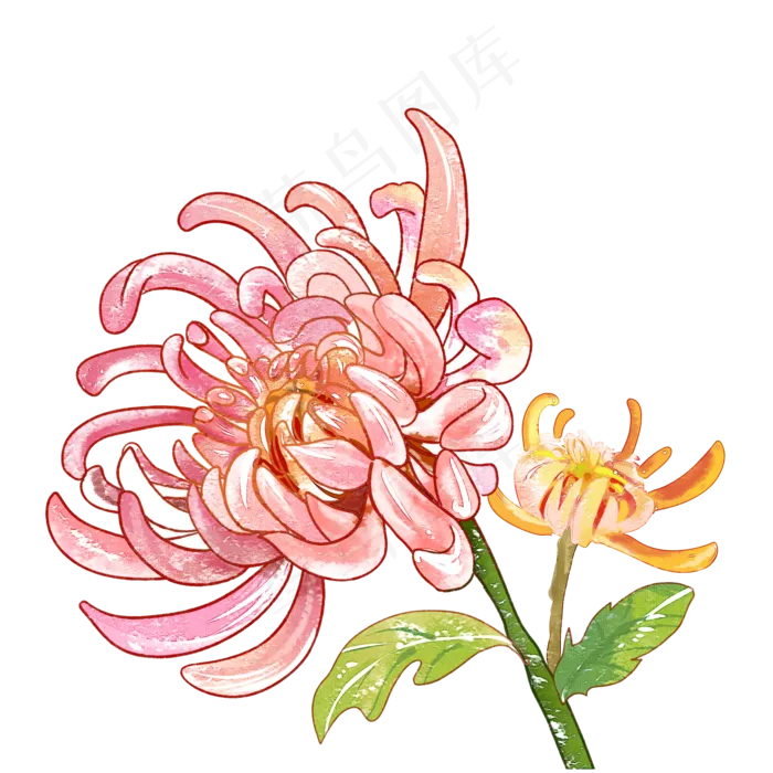 菊花水彩(2000X2000(DPI:299))psd模版下载
