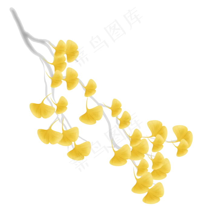 金秋银杏树枝(2000X2000(DPI:299))psd模版下载