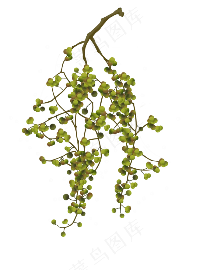 秋分黄连木植物(2000X2535(DPI:300))psd模版下载