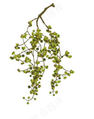 秋分黄连木植物