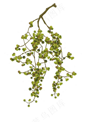 秋分黄连木植物