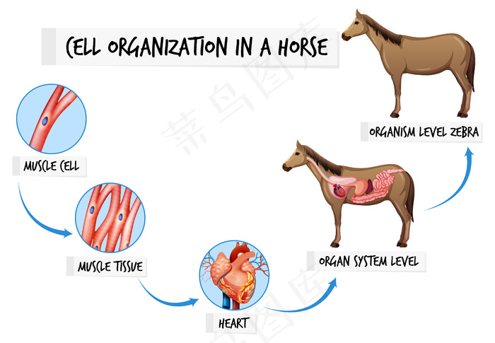 显示马的细胞组织的图表eps,ai矢量模版下载