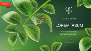 绿色背景插图上马铃薯植物叶子上科罗拉多甲虫的真实昆虫自然模板