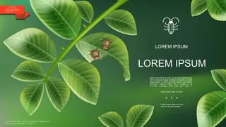 绿色背景插图上马铃薯植物叶子上科罗拉多甲虫的真实昆虫自然模板