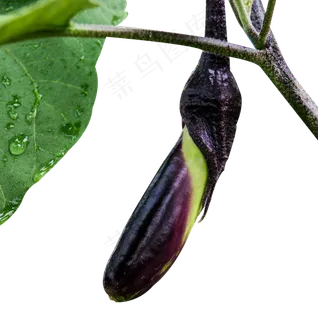 紫色茄子