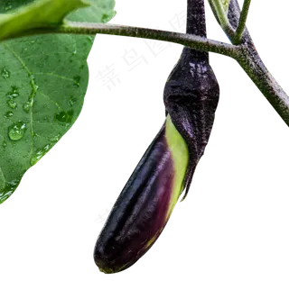 紫色茄子