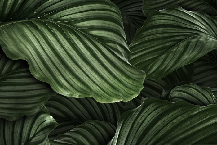 Calathea orbifolia 绿色天然叶