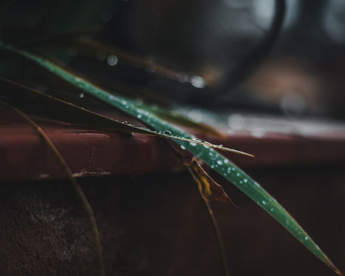 植物叶子上水滴的特写镜头