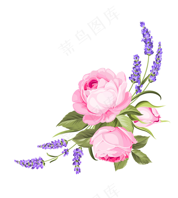 白色背景上盛开的玫瑰eps,ai矢量模版下载
