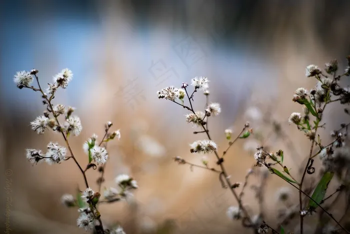 生长在公园*的植物