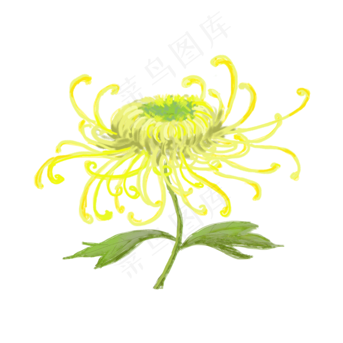 秋季的浅黄色金丝菊花(2000X2000)