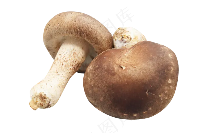 香菇菌类(3000*2000px 300 dpi )