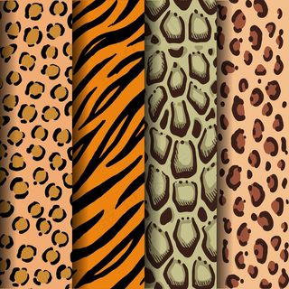 豹斑、虎纹、云豹斑和美洲虎斑