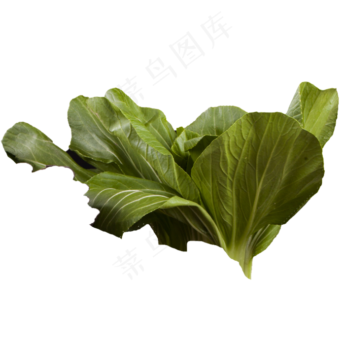 绿色蔬菜新鲜生菜绿色植物健康产
