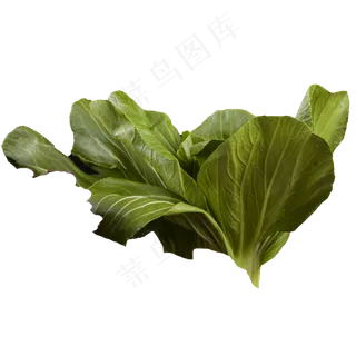 绿色蔬菜新鲜生菜绿色植物健康产