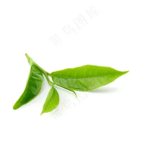 _白底绿茶叶_10