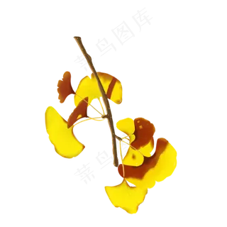银杏枝条免抠素材