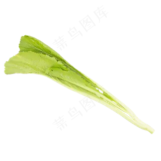 绿色蔬菜白菜