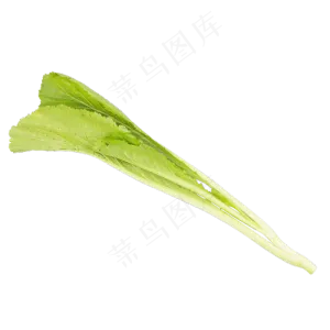 绿色蔬菜白菜