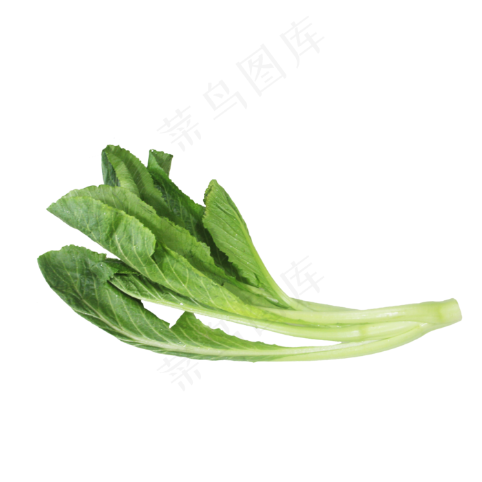 小白菜蔬菜(2333*2333px 300 dpi )