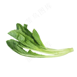 小白菜蔬菜