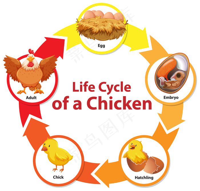 鸡的生命周期图