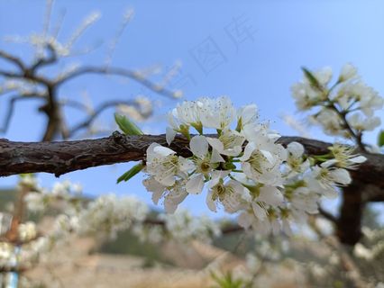 春天的李子花