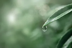 绿叶背景上的水滴