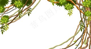 藤本植物的枝叶。