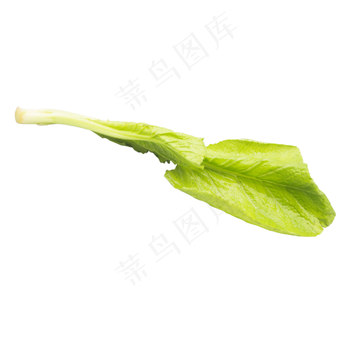 绿色有机蔬菜生菜