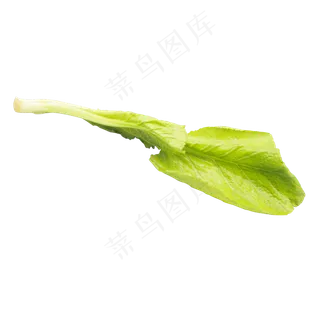 绿色有机蔬菜生菜