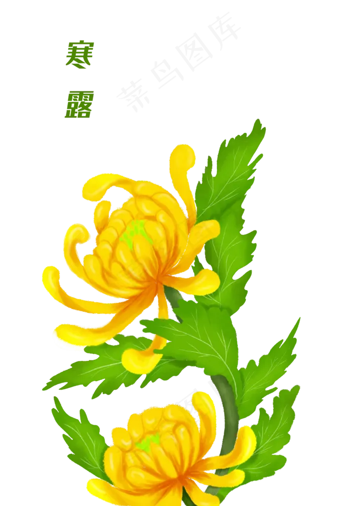寒露秋天菊花手绘(2480X3507(DPI:300))psd模版下载